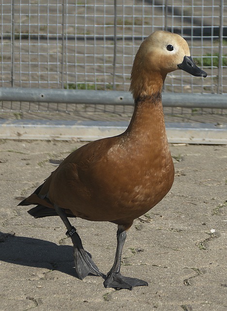 决策力